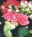 Begonia