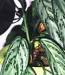 Aglaonema