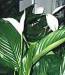 Spathiphyllum
