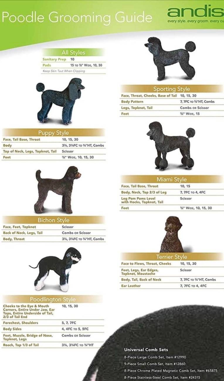 Roxy Poodle - Éleveur de chiot caniche royal - Montréal, image size:764x1300