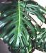 Philodendron monstrea