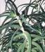 Aloe